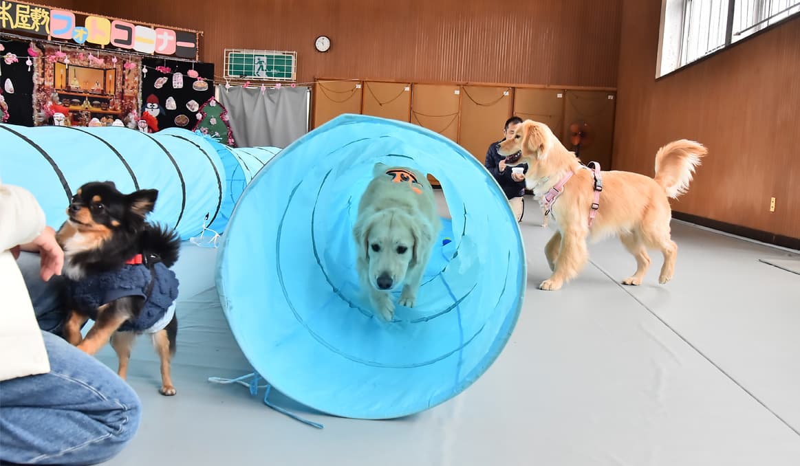 dog