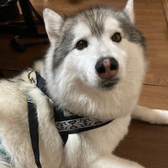 ワンちゃんたち