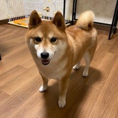 ワンちゃんたち