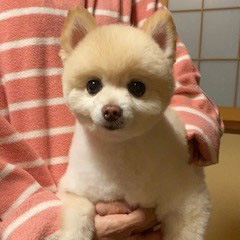 ワンちゃんたち