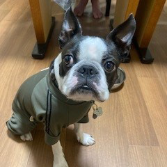 ワンちゃんたち