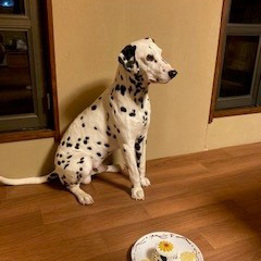 ワンちゃんたち