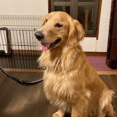 ワンちゃんたち