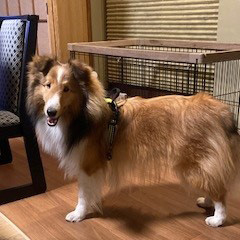 ワンちゃんたち