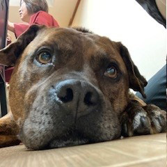 ワンちゃんたち