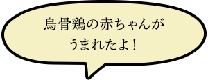 烏骨鶏が仲間入り