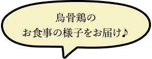 烏骨鶏のお食事の様子をお届け♪