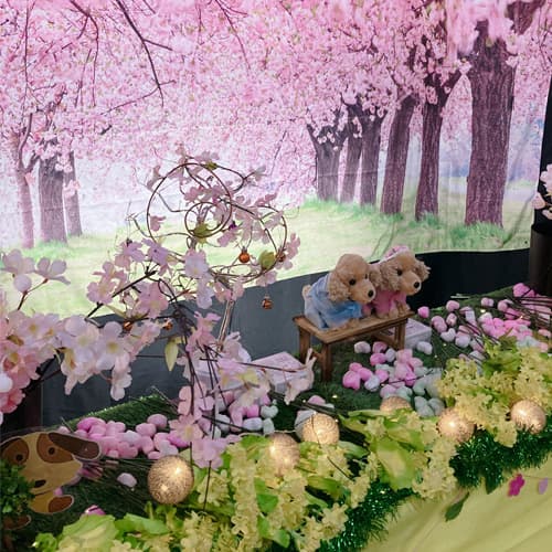 2025年 さくらいっぱいの春♪