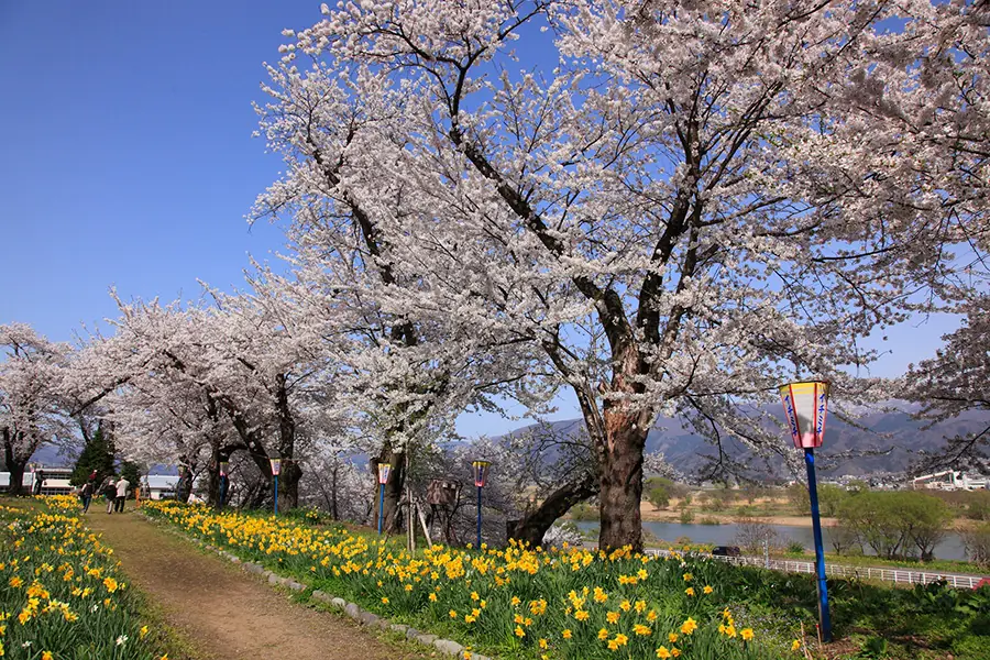 飯山城址桜まつり